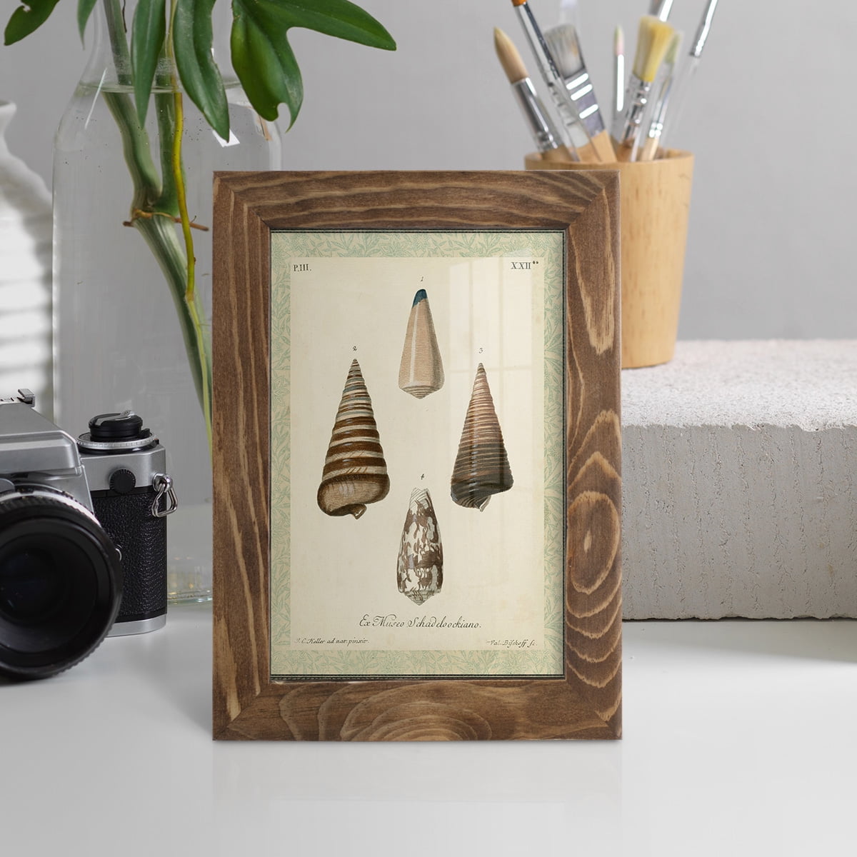 Bookplate Shells VI - Framed Print w/glass - Walnut