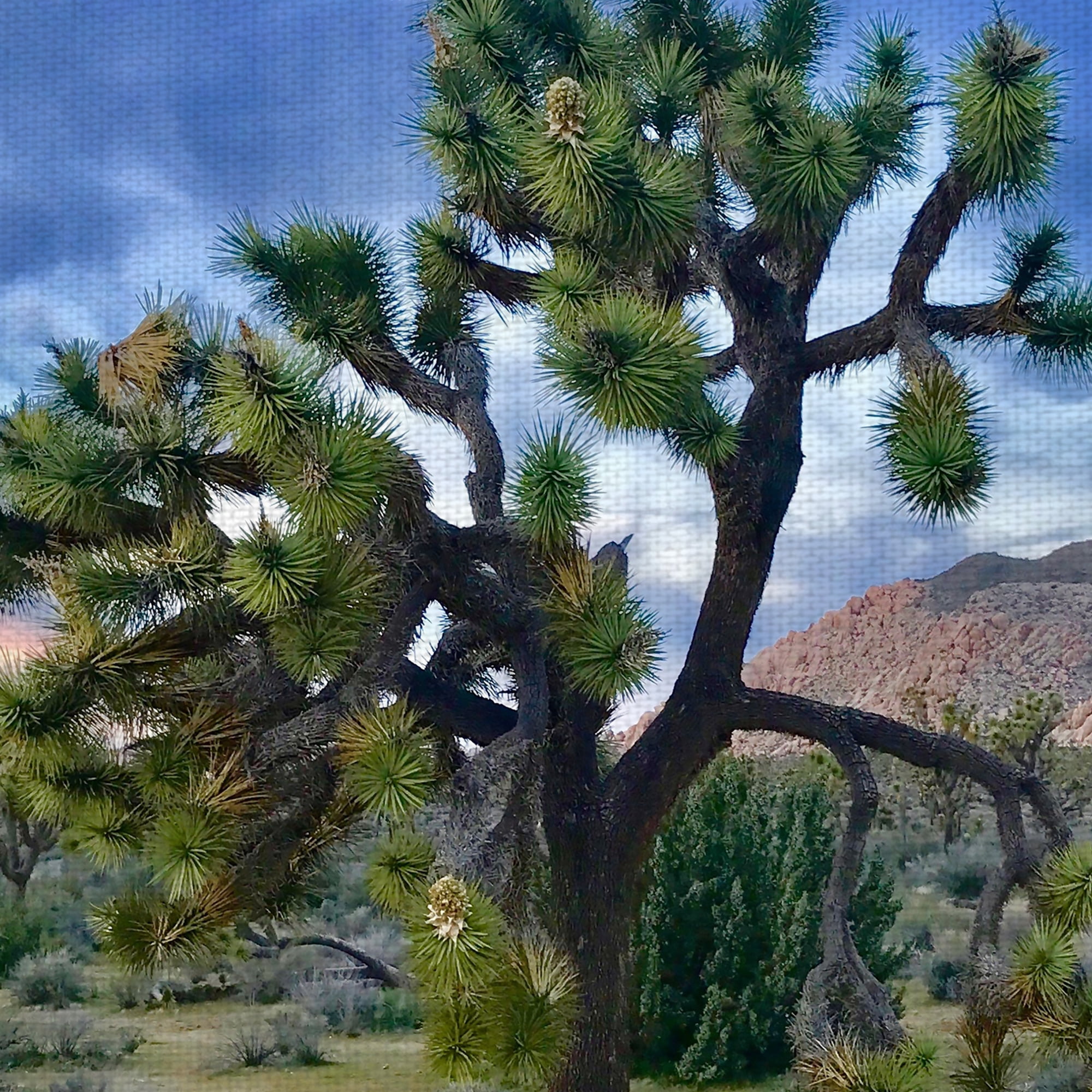 Masterpiece Art Gallery Joshua Tree Moment by James Carol Canvas Art Print 22" x 28"