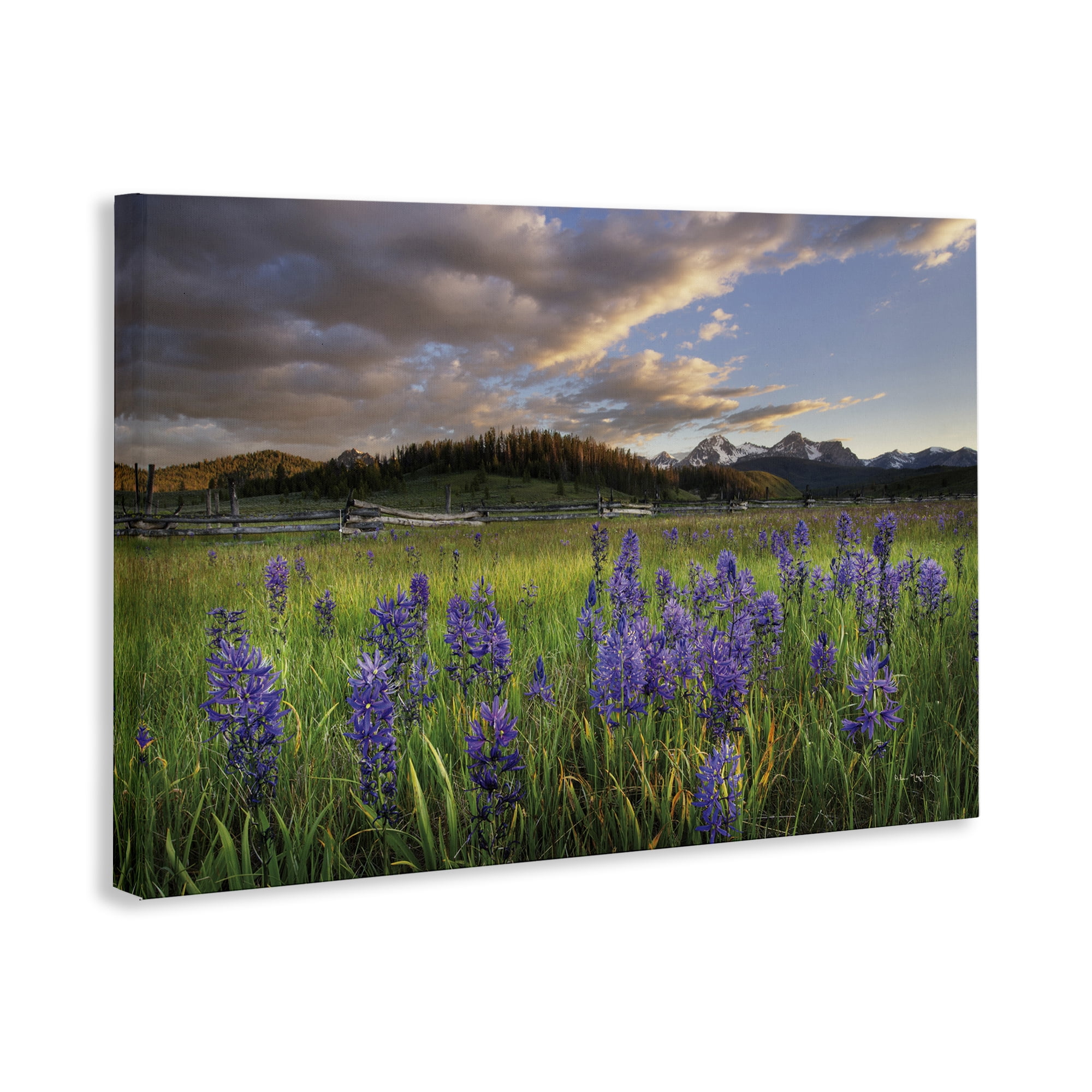 Stupell Industries Lavender Bloom Meadows Landscape & Nature Photography Wrapped Canvas Art Print Wall Art, 24 x 16