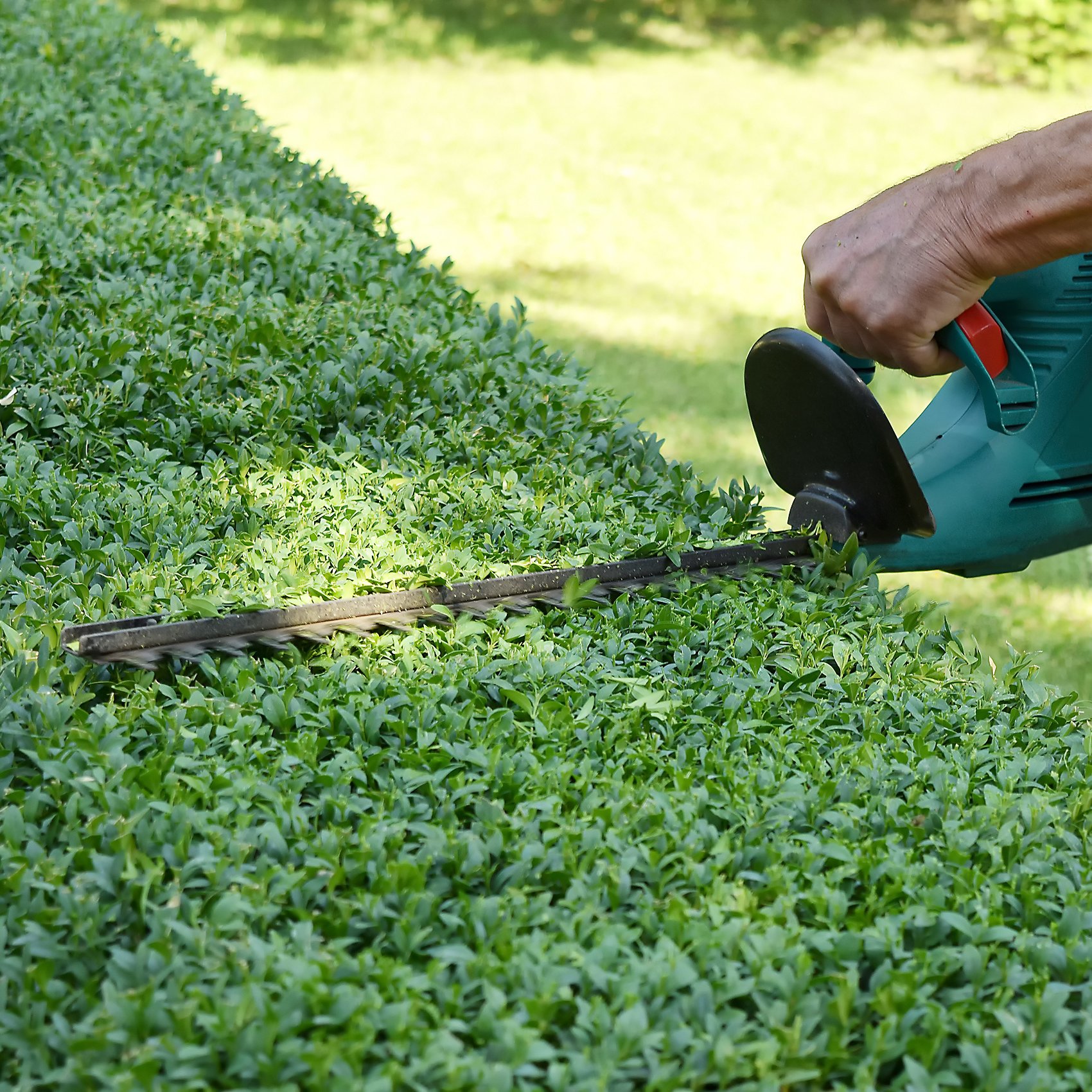 3 gal. Boxwood Green Velvet Shrub