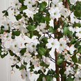 thumbnail image 3 of Nearly Natural 5019 5 feet Dogwood Silk Tree,White, 3 of 6