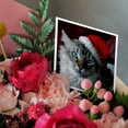 thumbnail image 3 of 3drose, Christmas Cat, 12 Greeting Cards with Envelopes, 3 of 7