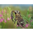 thumbnail image 2 of Fitzharris, Tim 32x25 White Modern Wood Framed Museum Art Print Titled - Flammulated Owl II, 2 of 4