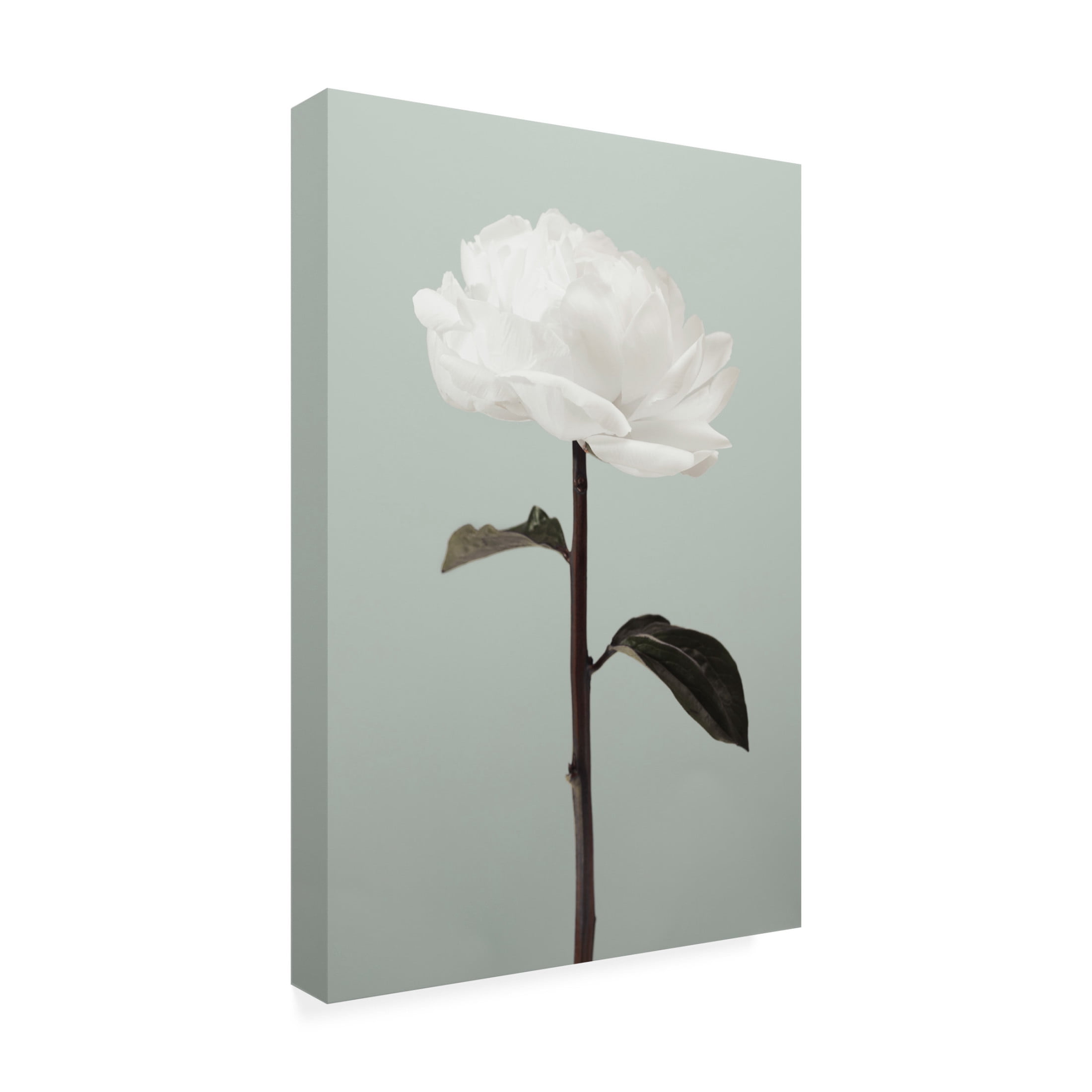 Canvas Wall Art - Pictufy Studio III 'Peony 16' Wall Art for Living Room, Bedroom, or Office Décor by Trademark Fine Art - 12 x 19 Inches
