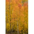 thumbnail image 2 of Jaynes Gallery 17x24 Black Ornate Wood Framed with Double Matting Museum Art Print Titled - USA-Colorado-Uncompahgre National Forest Golden forest of aspens on mountain, 2 of 4