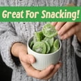 thumbnail image 5 of Dried Kiwi Slices (3 LB)-Vegan, Gluten-Free, and Kosher Certified- Satisfying and Naturally Sweet On-the-Go-Treat-Exotic and Fresh Flavor from Thailand-Snack with the Best, 5 of 5