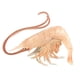 thumbnail image 1 of Toob S265729 Safari Incredible Creatures Camarón en miniatura (multicolor) Toob 95866265700, 1 of 1