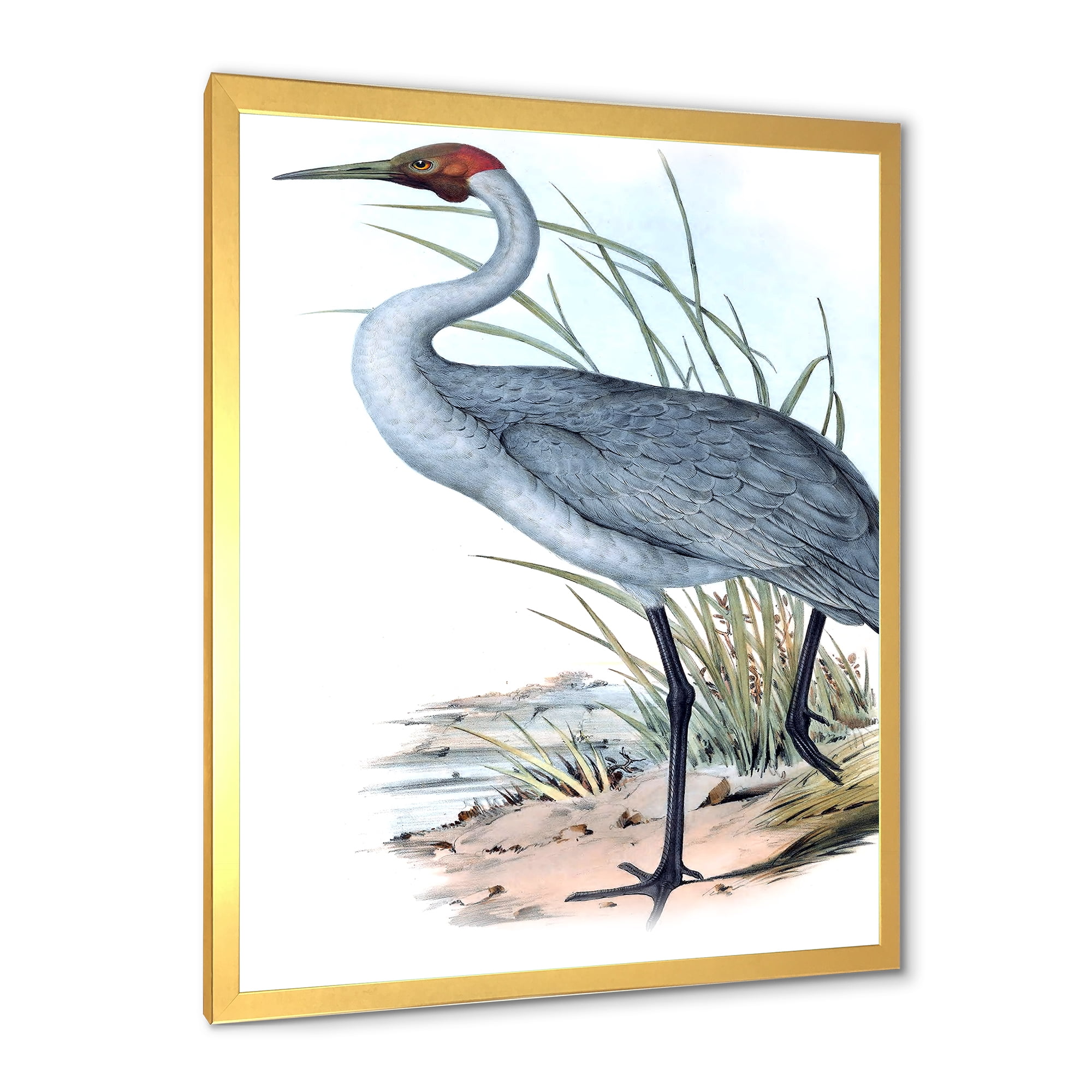 Designart 'Ancient Australian Birds V' Traditional Framed Art Print