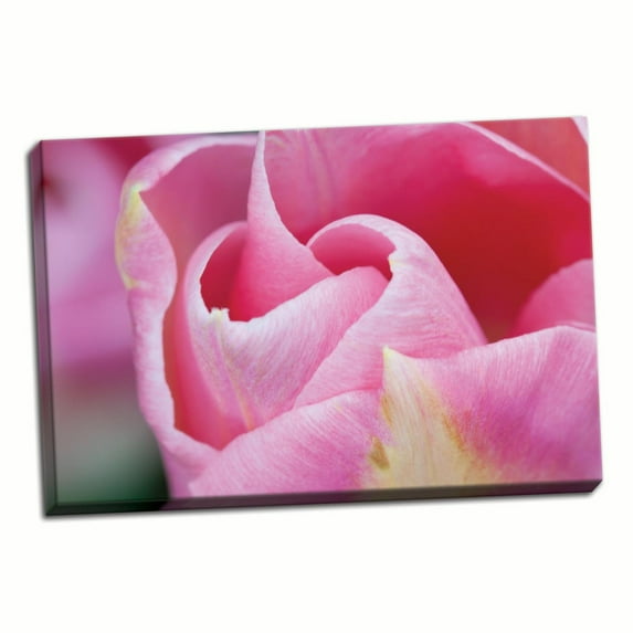 Gango Home Decor Pink Tulip I by Dana Styber (Ready to Hang); One 36x24in Hand-Stretched Canvas