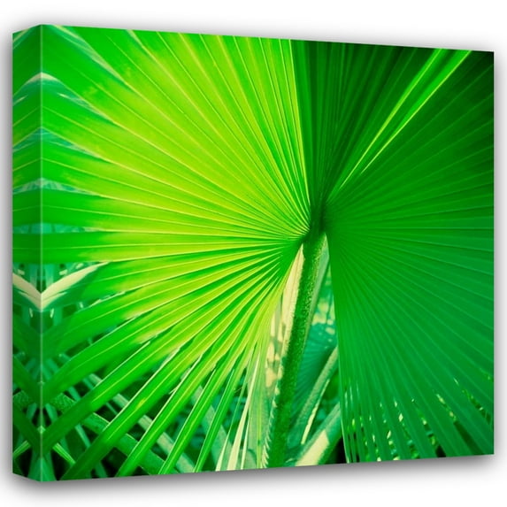 Bob Stefko 15x15 Gallery Wrapped Canvas Wall Art Titled - Palm Frond II