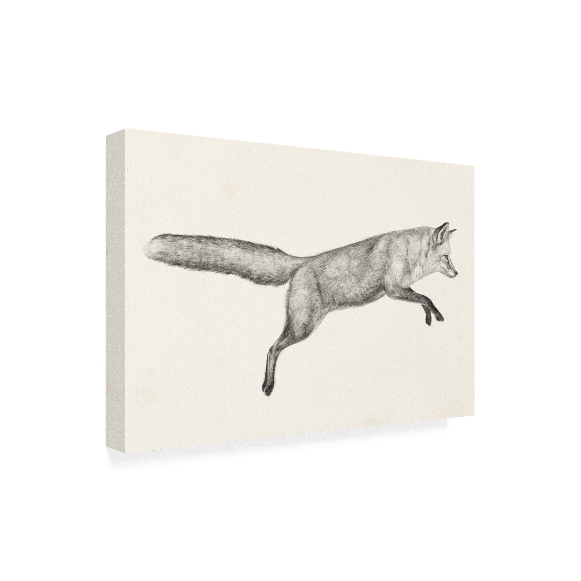 Trademark Fine Art 'Flying Fox I' Canvas Art by Victoria Borges