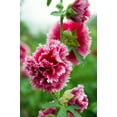 thumbnail image 4 of Seedville 50 Hollyhock Plant Seeds, Double Mixed, 4 of 11