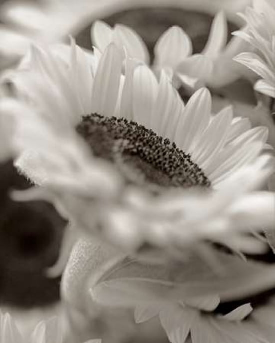Posterazzi Florison