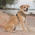 thumbnail image 5 of AeroLite No Pull Mesh Dog Harness with Lightweight, Soft, Breathable Chest Coverage, Reflective Stitching, and Adjustable Straps for Walking, Running, Training, Heavy Duty and Durable, 5 of 6