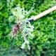 thumbnail image 3 of Garden Weeder Stand Up Weeder Con Mango Largo Cabeza De Metal De 4 Garras Fácil De Quitar Las Malas Hierbas Para La Herramienta De Jardinería Minnieouse HA035490-00, 3 of 6