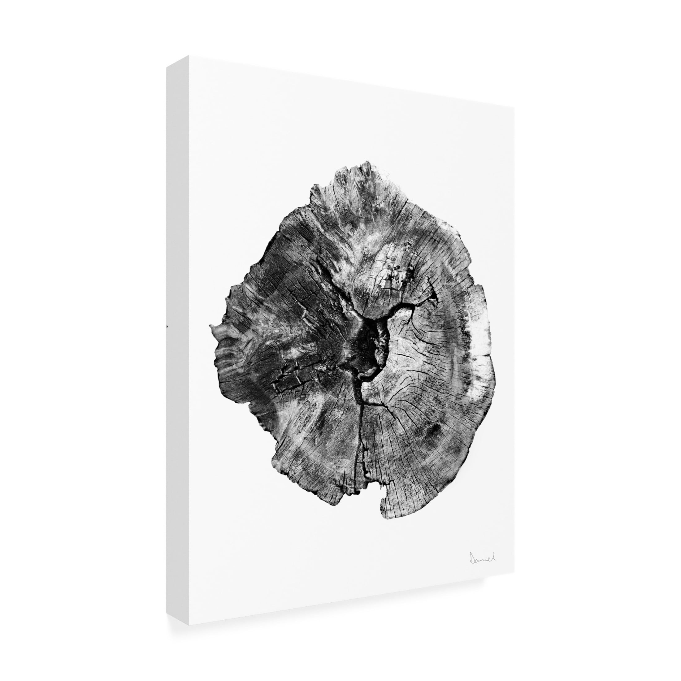 Trademark Fine Art Dan Hobday  Oak Log Canvas Wall Art