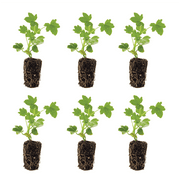 Ferry-Morse Plantlings 1-3" Dark Burgundy Geranium Ivy Precision Live Plants (6 Count)