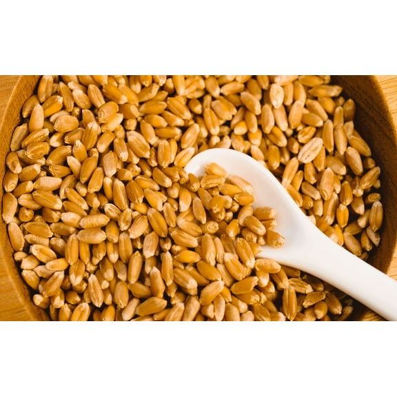 Wheat Berries - 25 Pounds - Farm Fresh Hard Red Winter Wheat Berries - Made in USA