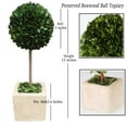 thumbnail image 3 of BOXWOOD WORLD Preserved Boxwood Ball Topiary for House Decor Potted Preserved Mini Boxwood Topiary All Season Green Topiary Decor, 3 of 7