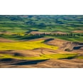 thumbnail image 2 of Gulin, Sylvia 18x13 White Modern Wood Framed Museum Art Print Titled - USA-Washington State-Palouse and Steptoe Butte State Park view of Wheat and Canola, 2 of 4