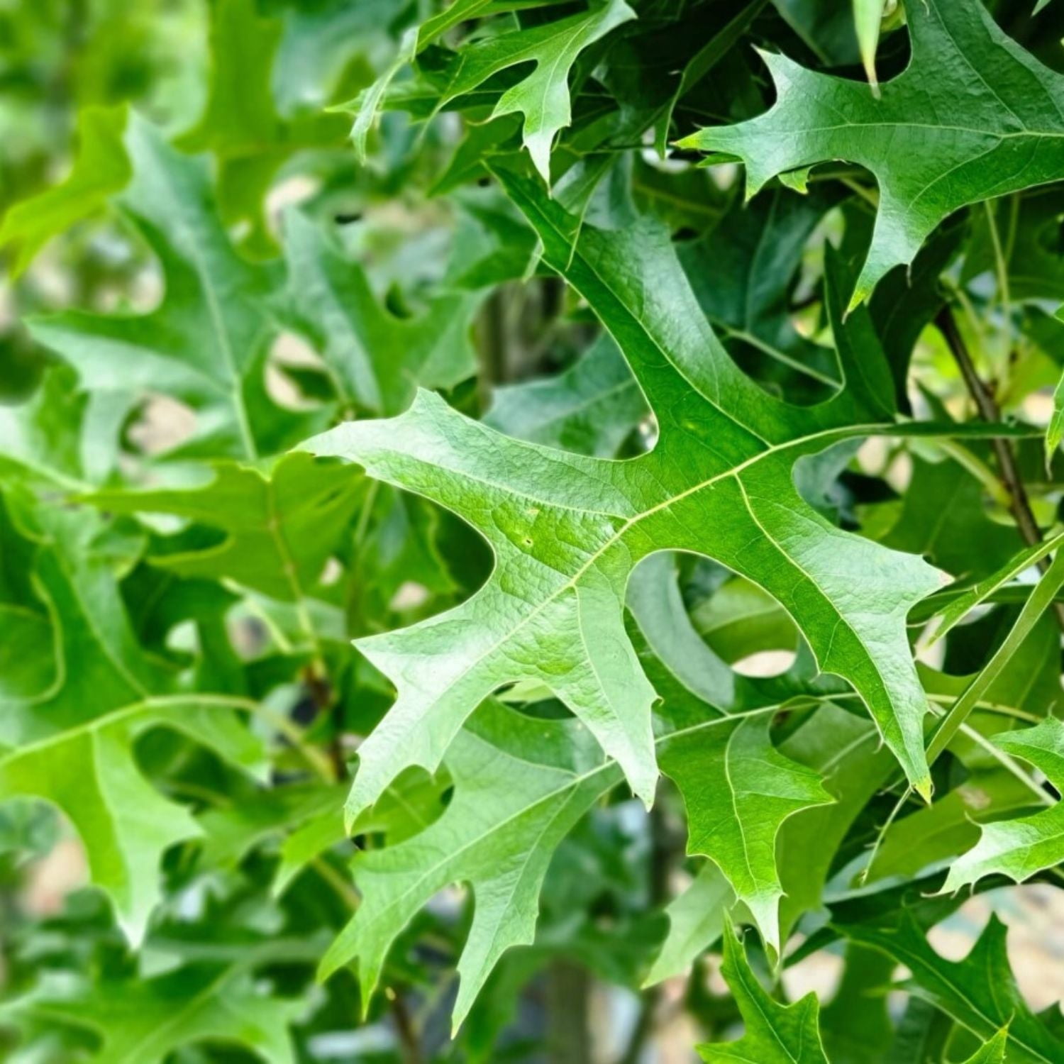 Expert Gardener 2-3' Oak Green Pillar® Live Tree in 1 gal. Grower Pot