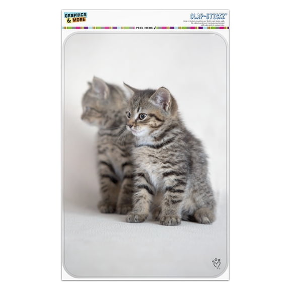 Domestic Shorthair Cats Mirror Image Home Business Office Sign