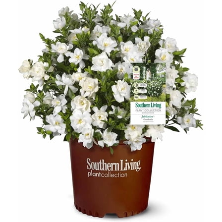 Perfect Plants Jubilation Gardenia in 1 Gal. Grower’s Pot | Fragrant, Compact White Flowering Shrub