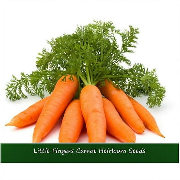Vegetable Seeds-Little Fingers Carrot- 100 Seeds- Extra Sweet - Baby Carrot