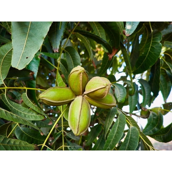 Pecan Fruit Tree Seedlings for Planting - No Ship to California - Grow Pecans (3 Trees)
