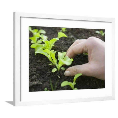 Ashleys Garden Armoire - Hand Holding a New Lettuce Seedlings in a Garden Framed Print Wall Art By Ashley Cooper