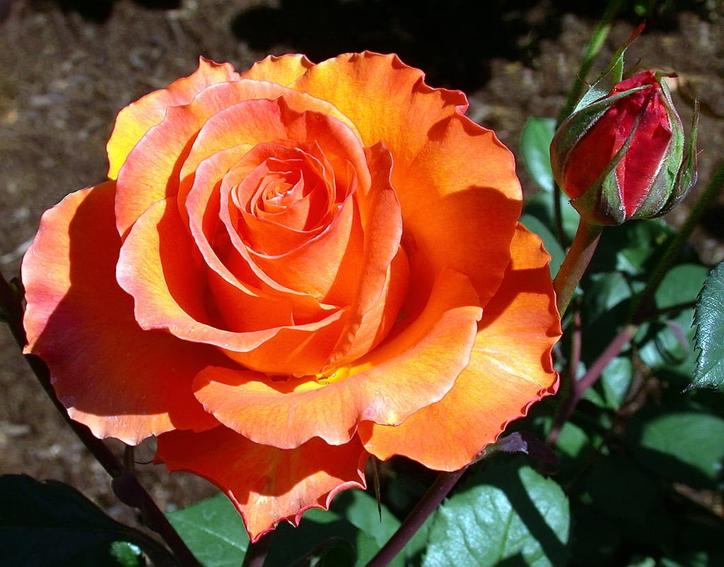 Gingersnap® Floribunda Rose Bush Bareroot