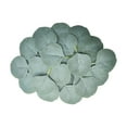 thumbnail image 2 of 50pcs Natural Fresh Preserved Eucalyptus Leaves, Eternelle Artificial plant Material DIY Christmas craft Bookmark, 2 of 13