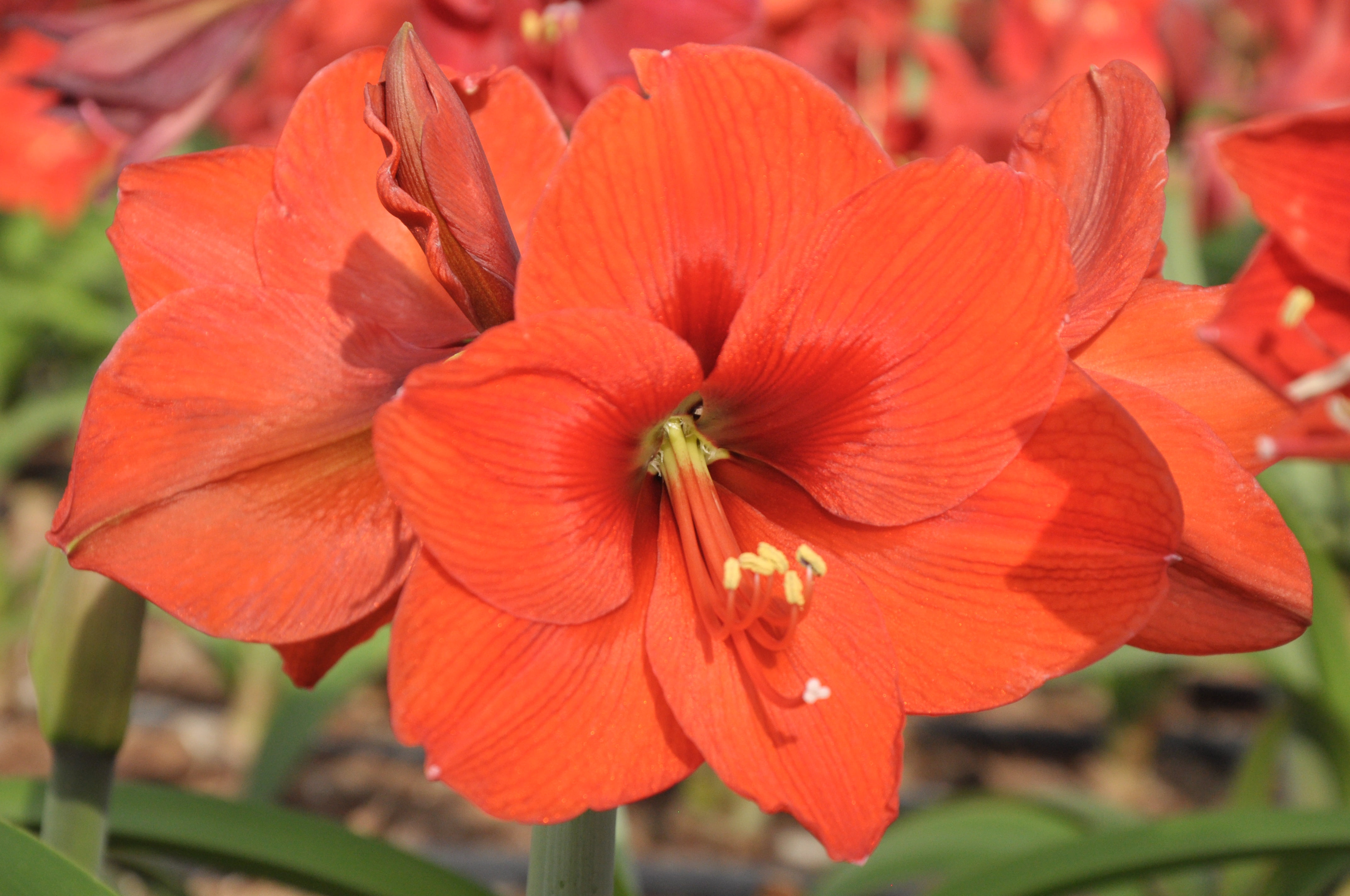 EuroBlooms Amaryllis Desire, Pre Potted Indoor Plant, Orange Blooms, Bright indoor light or filtered sunlight