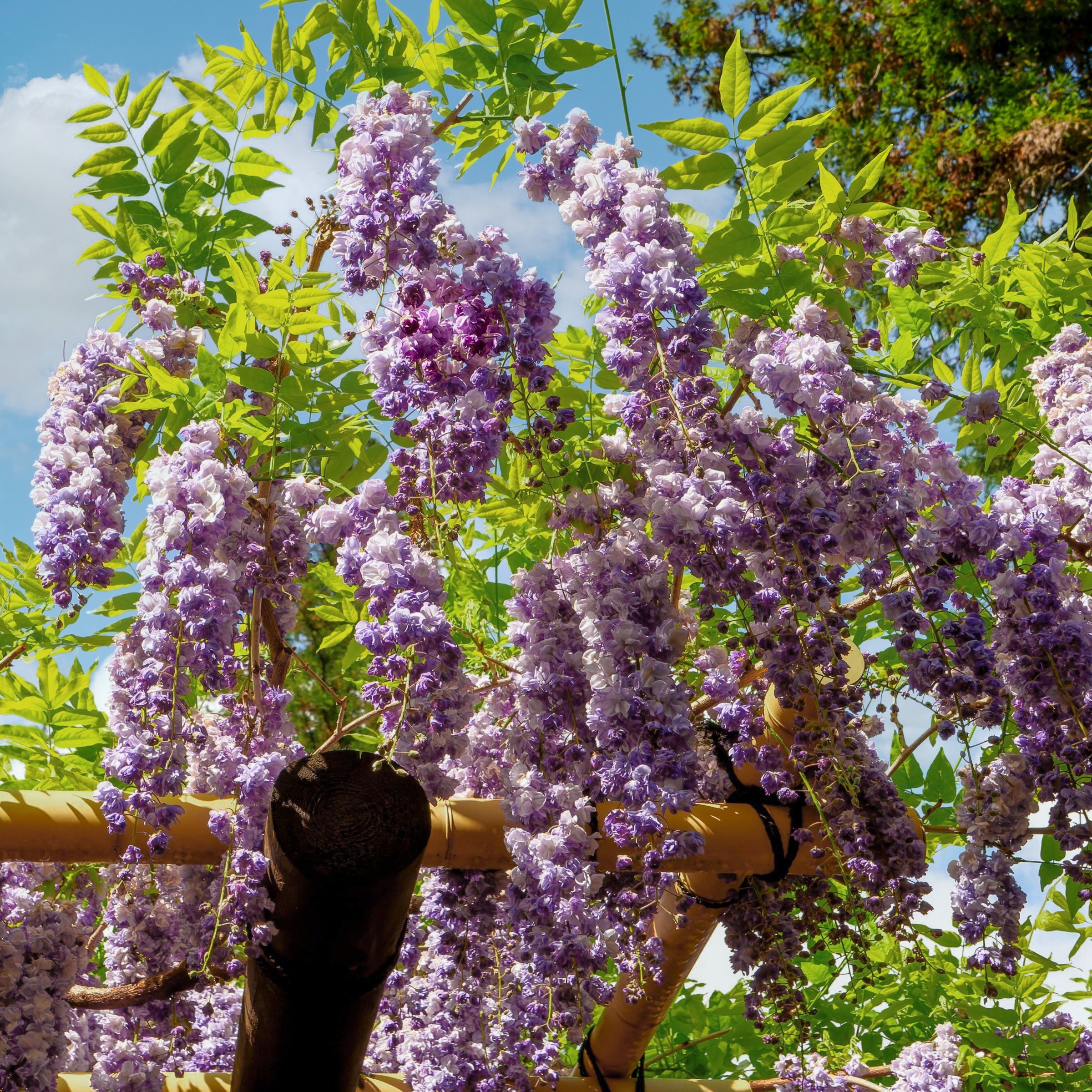 National Plant Network Live Perennial 1 gal Black Dragon Wisteria with Full Sunlight