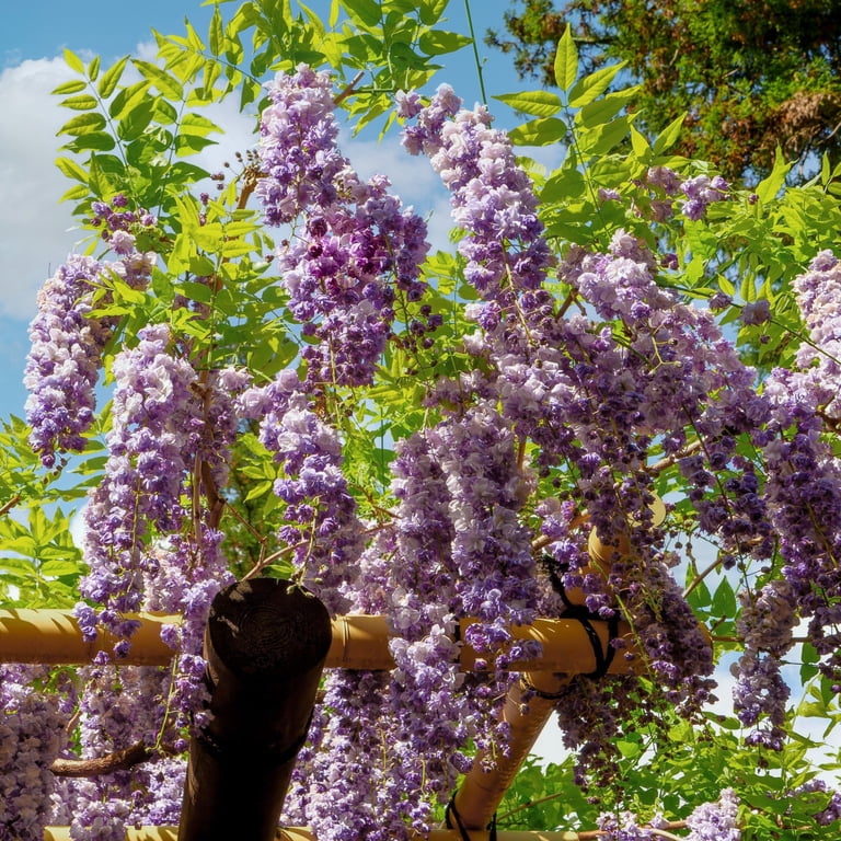 National Plant Network 2.5 Qt. Black Dragon Wisteria Plant with Dark Purple Blooms