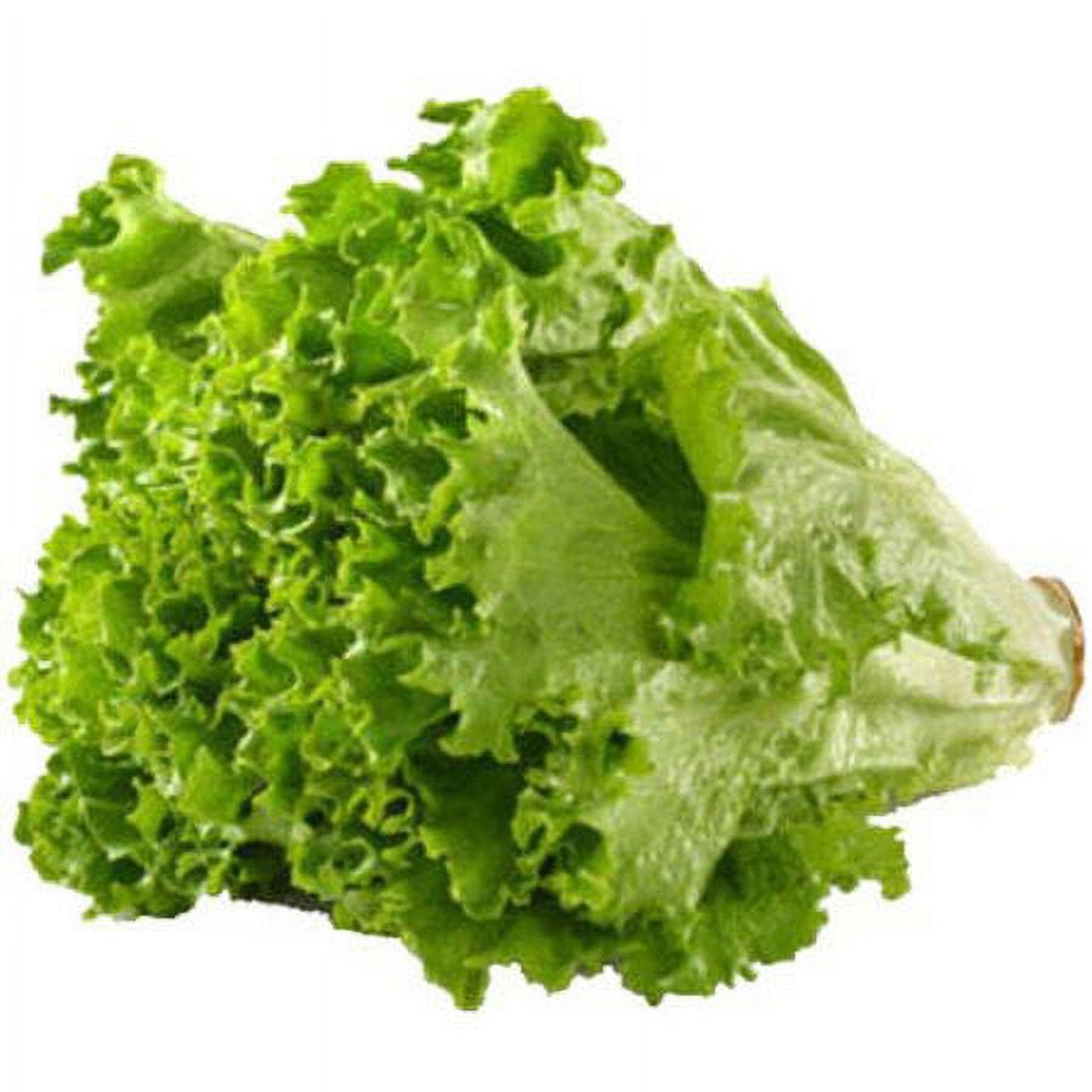 Fresh Green Leaf Lettuce, Each