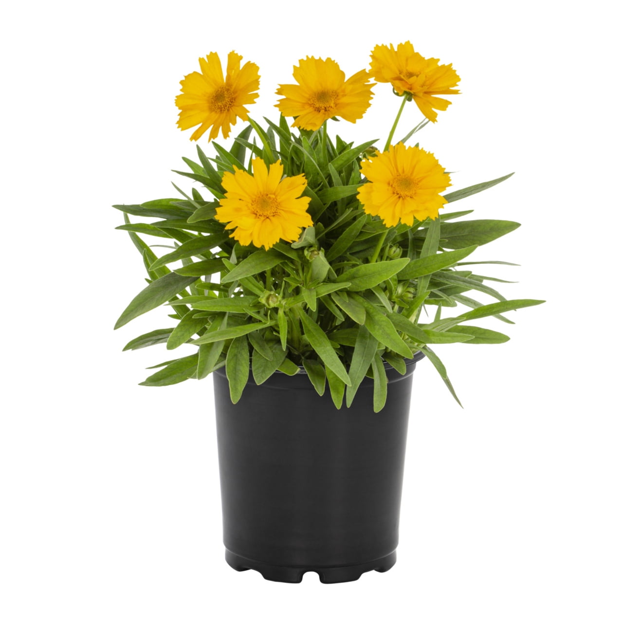Expert Gardener 2QT Yellow Coreopsis Live Perennial Plant Sun 3 -Pack