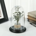thumbnail image 2 of Plymor 4.5" x 8" Glass Display Dome Cloche (Black MDF Wood Base), 2 of 3