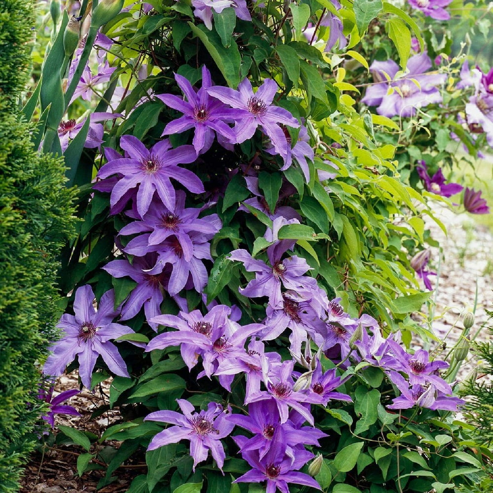 Blue Ravine Clematis Vine - Sky Blue/Violet Blooms - 2.5