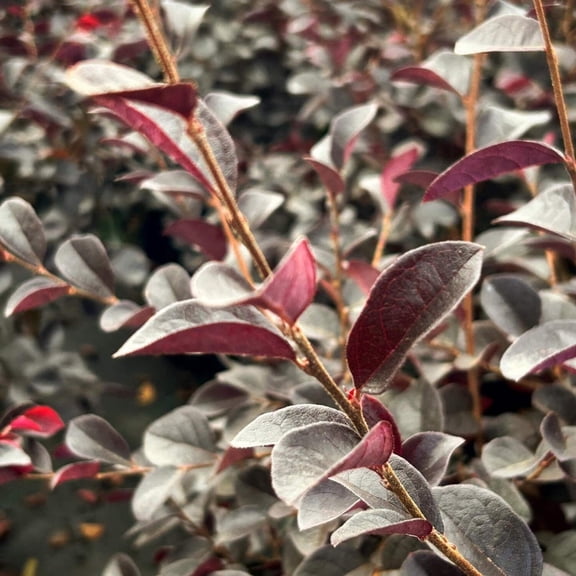 Carolina Midnight Fringe Flower - Loropetalum chinense f. rubrum ‘Carolina Midnight’