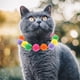 thumbnail image 2 of 2 uds. Collares para gatos, collares elásticos para gatos, collares coloridos para mascotas, collares con diseño de bola de felpa, collares para perros, 2 of 5