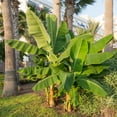 thumbnail image 2 of National Plant Network 1 gal. Banana Dwarf Cavendish Live Perennial Plant, 2 of 9