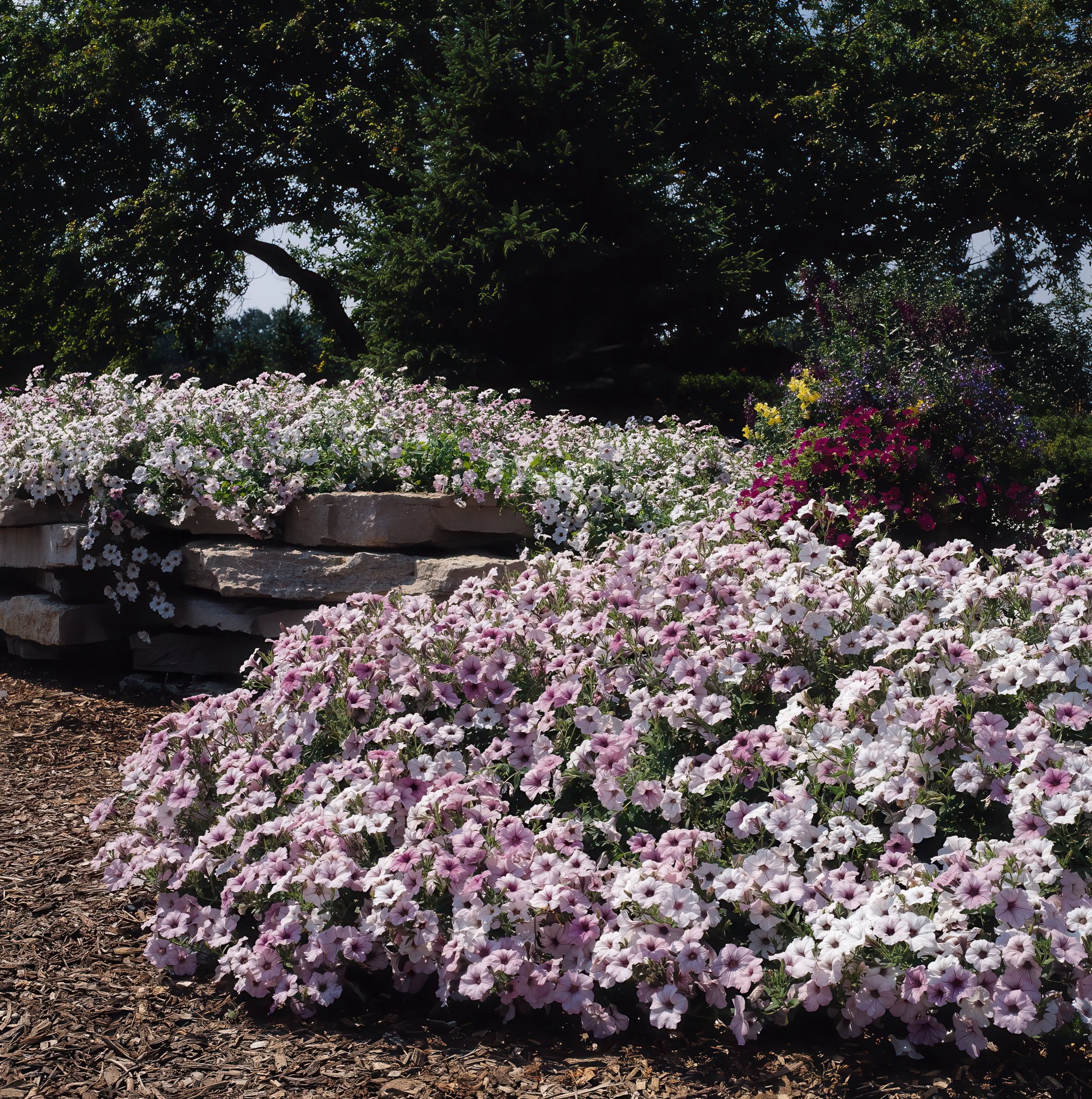 4 in. Petunia Tidal Wave Silver Live Annual Plant with White Flowers (3-Pack)