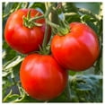 thumbnail image 3 of Everwilde Farms - 100 Rutgers Heirloom Tomato Seeds - Gold Vault Jumbo Bulk Seed Packet, 3 of 5