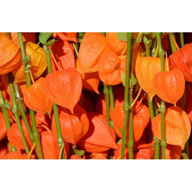 Seedville USA, Chinese Lantern Seed Pack, 100 Seeds, Orange
