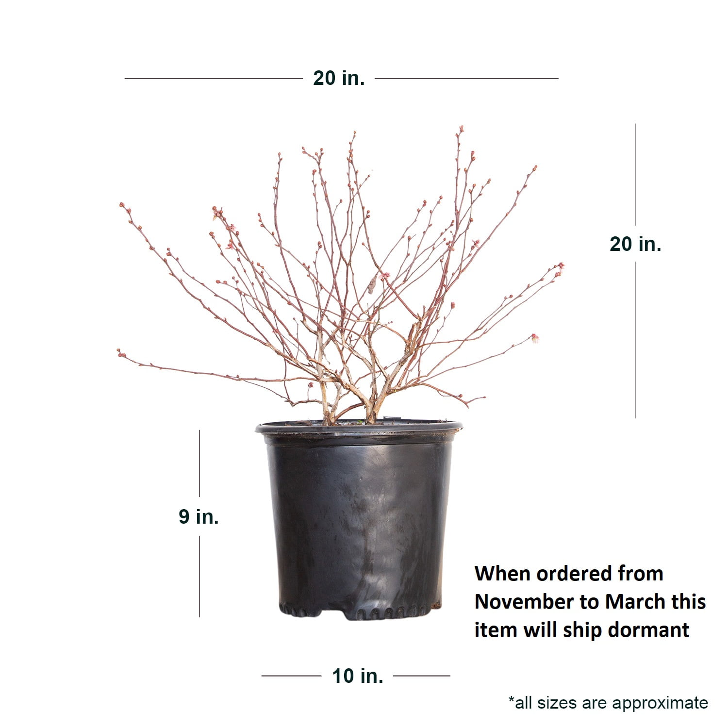 Expert Gardener Woodard Rabbiteye Blueberry Bush (2.5 Gallon) Fruit-Bearing Deciduous Shrub - Live Outdoor Plant