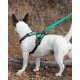 thumbnail image 3 of Correa para perros Joytale de doble cara, nailon reflectante, color verde azulado, 6 pies, 3 of 6