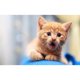 thumbnail image 1 of Drill Diamond Painting (DF3424) 5D DIY Kits de bordado de punto de cruz completo (Lindo gato) 20X30cm FLhrweasw Nuevo, 1 of 1