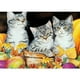 thumbnail image 1 of Taladro Pintura Diamante (DE5912) DIY 5D Resina Dibujo Completo Ronda Cat Dream Kit (B785) 50x70cm FLhrweasw Nuevo, 1 of 1