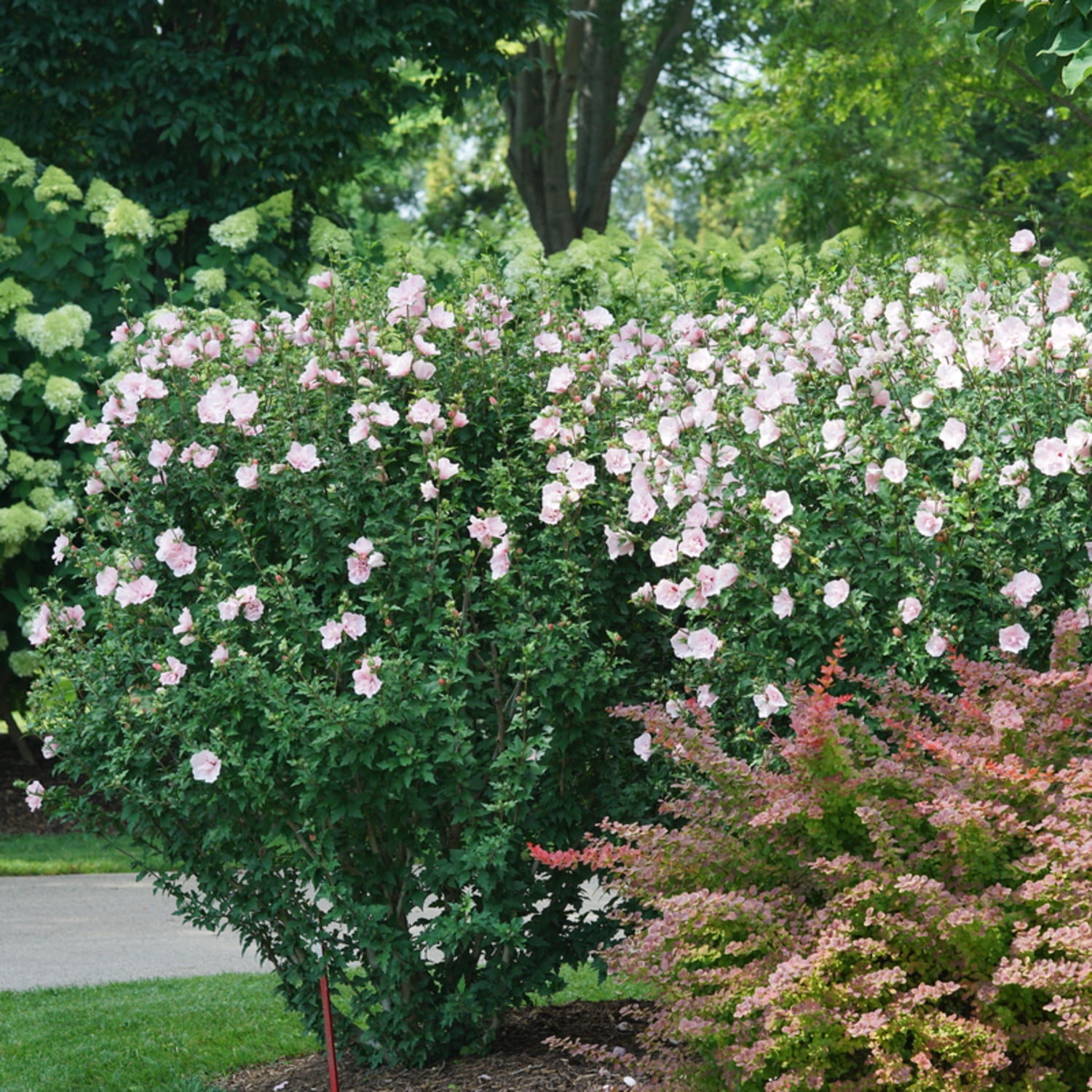 Proven Winners ColorChoice 6" Pink Chiffon Rose of Sharon Live Plant in 7.5" Pot